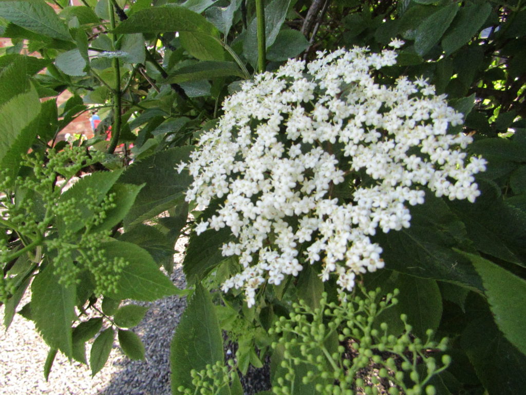elderflower cordial recipe, how to make, summer recipes, elderflower, easy, best